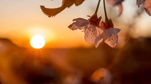 Close-up of orange flowering plant against sky during sunset