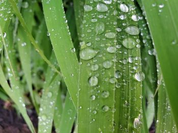 Close-up of wet plant leaves during rainy season