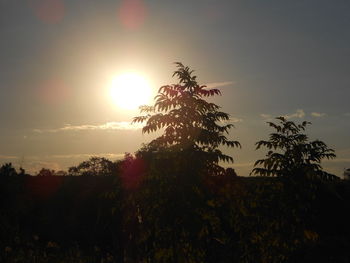 Low angle view of silhouette trees against sky during sunset