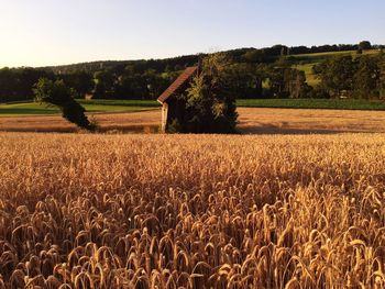 Hay bales in field