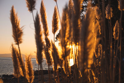 Close-up of stalks in field against sunset