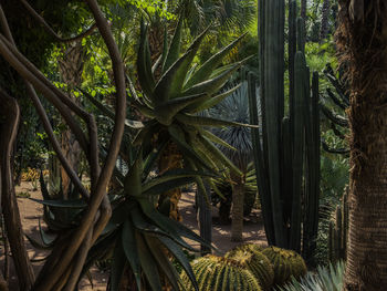 Close-up of palm trees in forest