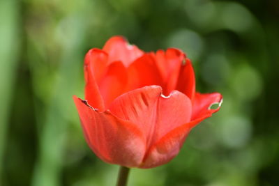 Close-up of red tulip