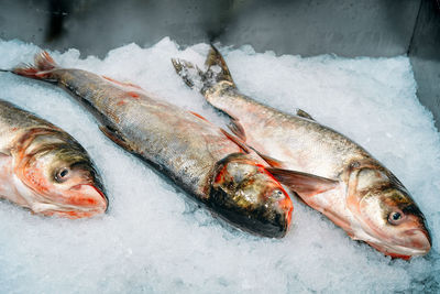 High angle view of fish on ice