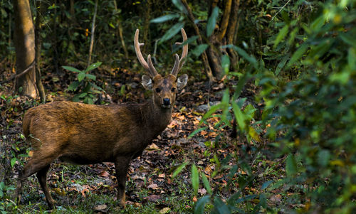 Portrait of deer standing in forest