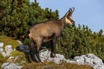 Side view of giraffe on rock