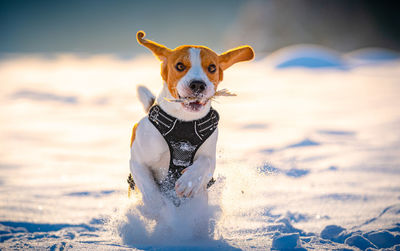 Portrait of a dog in snow