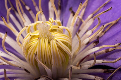 Close-up of clematis flower