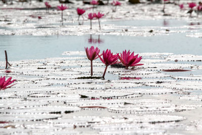 Close-up of pink flower against water