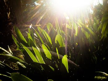 Sun shining through trees