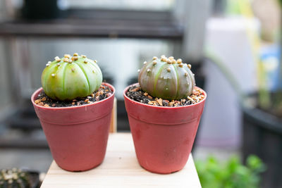 Close-up of succulent plant on table