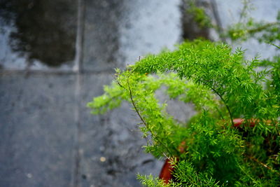 High angle view of plant