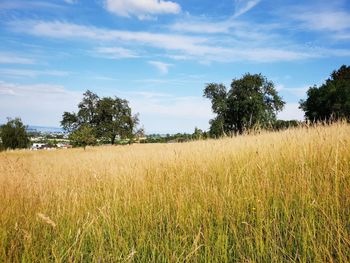 Scenic view of field against sky