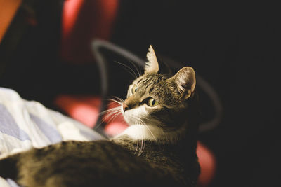 Close-up of a cat looking away