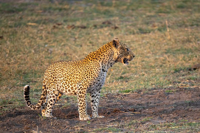 Leopard walking on field