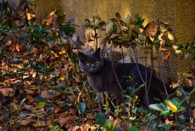 Portrait of a cat on leaves during autumn