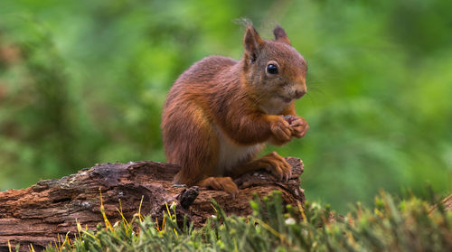 Close-up of squirrel in forest