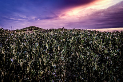 Crops growing on field against sky at sunset