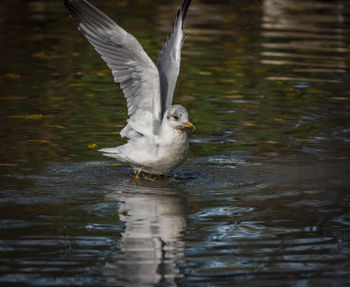 Bird flying over lake