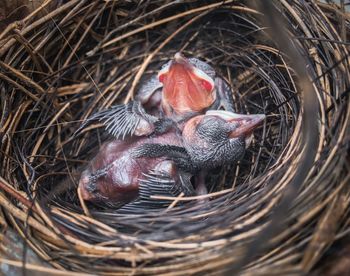 High angle view of bird in nest