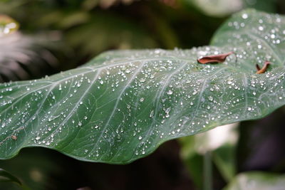 Close-up of raindrops on leaves