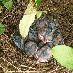 High angle view of dead plant in nest