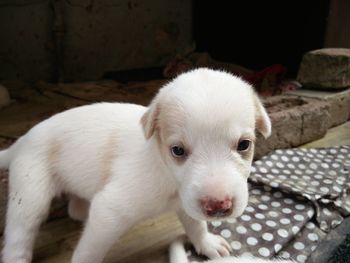 Close-up portrait of white puppy 