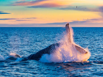 Humpback whale swimming in sea during sunset