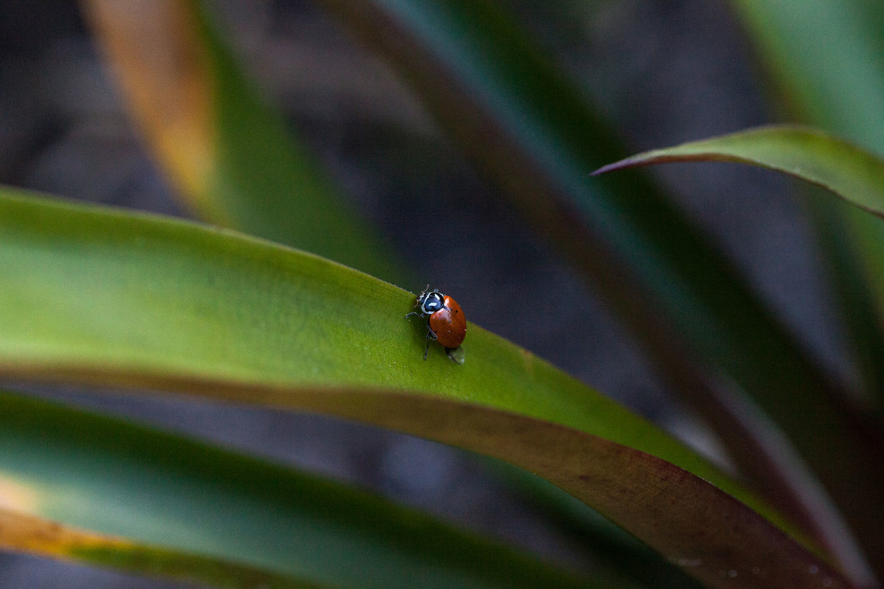 CLOSE UP OF LADYBUG ON PLANT