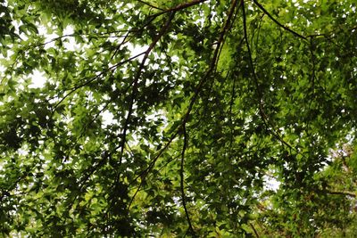 Low angle view of trees