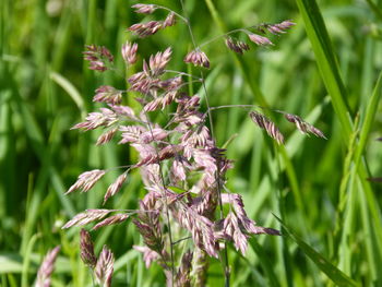 Close-up of purple flowering plant on field