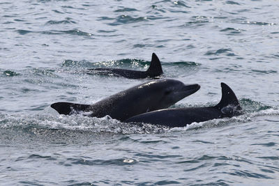 View of whale swimming in sea