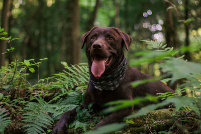 Portrait of dog in forest