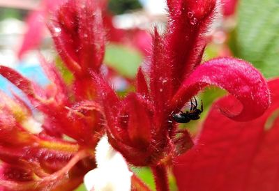 Close-up of insect on red flower