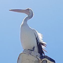 Low angle view of bird