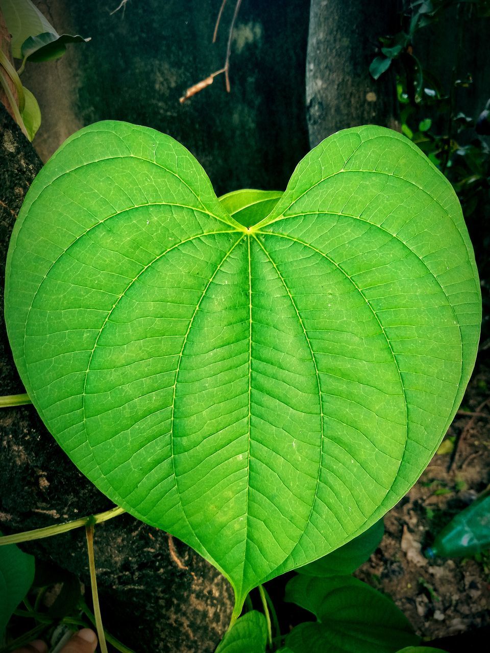 green, leaf, plant part, plant, nature, close-up, growth, flower, day, beauty in nature, no people, tree, high angle view, outdoors, freshness, directly above, leaf vein