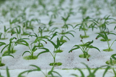 Close-up of flowering plants on field