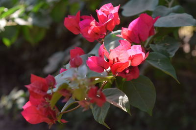 Close-up of pink bougainvillea blooming outdoors