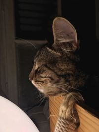 Close-up of cat sleeping