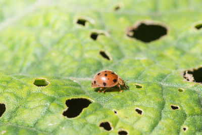 Close-up of ladybug on leaf