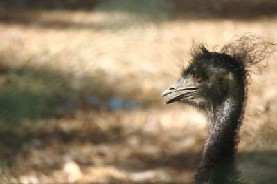 Close-up of bird in forest