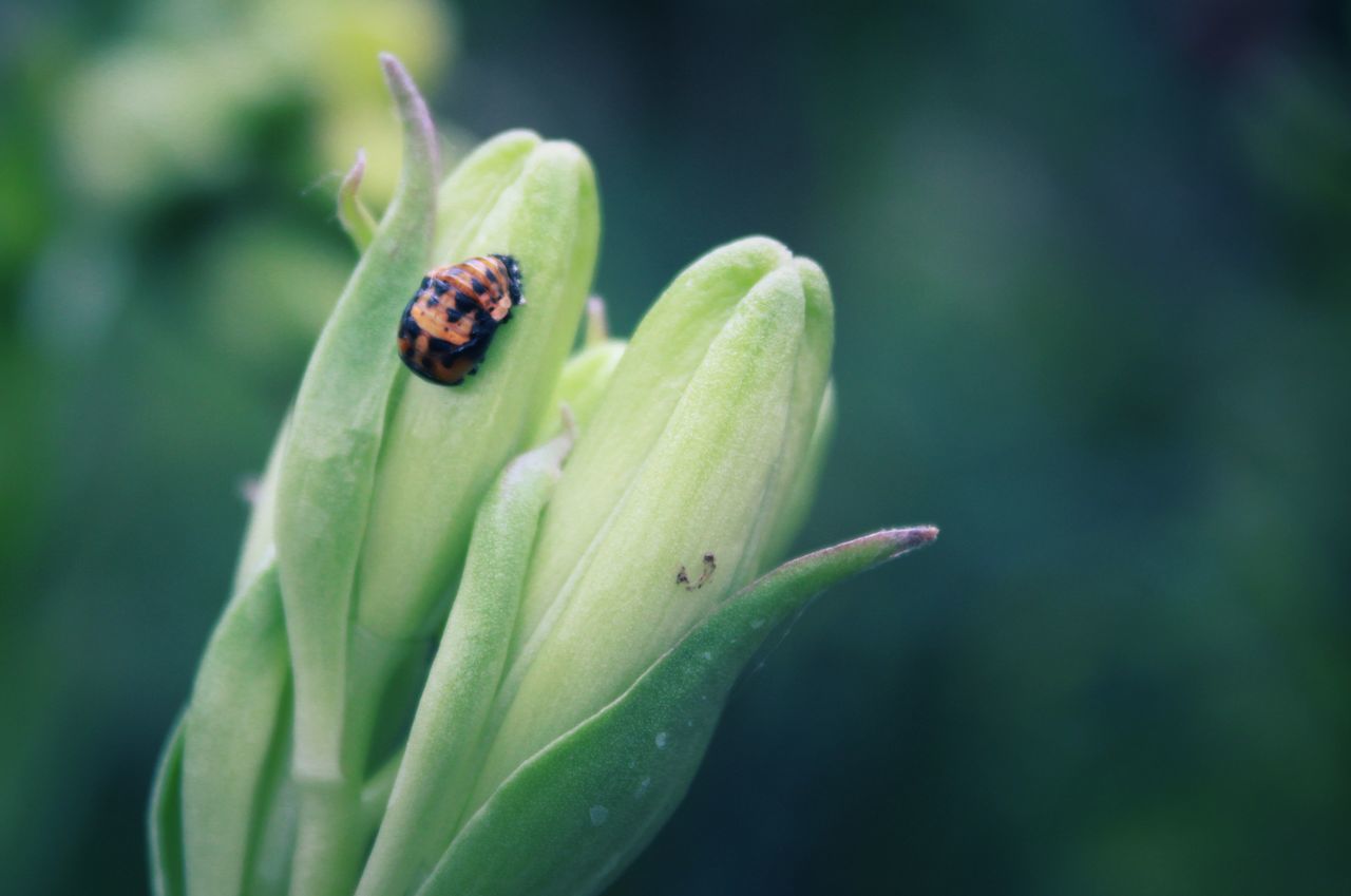 invertebrate, insect, animals in the wild, animal wildlife, green color, animal, one animal, animal themes, focus on foreground, close-up, plant, day, growth, nature, beauty in nature, no people, plant part, leaf, beetle, outdoors