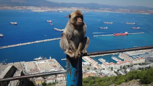 Monkey sitting on railing against harbor