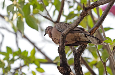 Low angle view of bird perching on branch