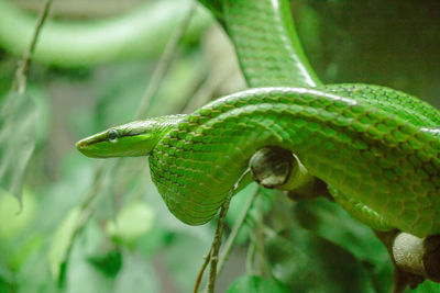 Corn snake is a popular snake. 