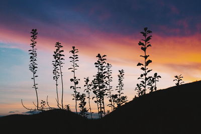 Low angle view of silhouette plants against sky during sunset