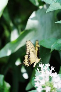 Close-up of butterfly pollinating on flower