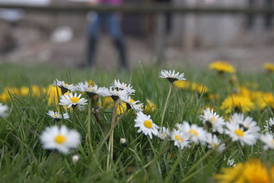 Close-up of white daisy blooming in field