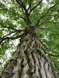 Low angle view of tree in forest