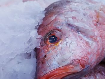 Close-up of frozen fish